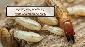 شركة مكافحة الرمة في الشارقة