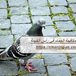 شركة مكافحة الحمام في رأس الخيمة
