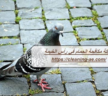 شركة مكافحة الحمام في رأس الخيمة