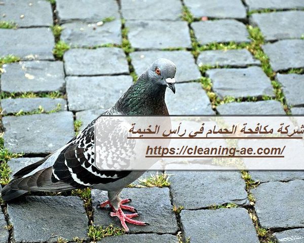 شركة مكافحة الحمام في رأس الخيمة
