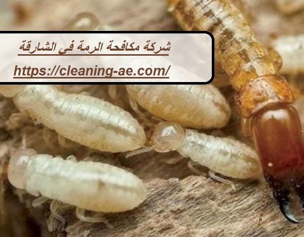 شركة مكافحة الرمة في الشارقة