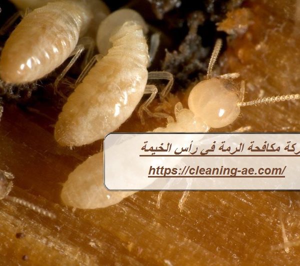 شركة مكافحة الرمة في رأس الخيمة