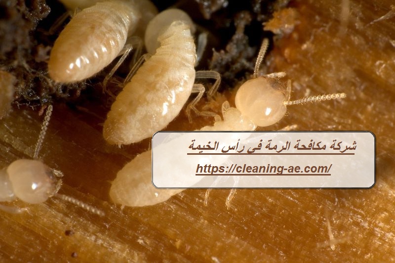 شركة مكافحة الرمة في رأس الخيمة
