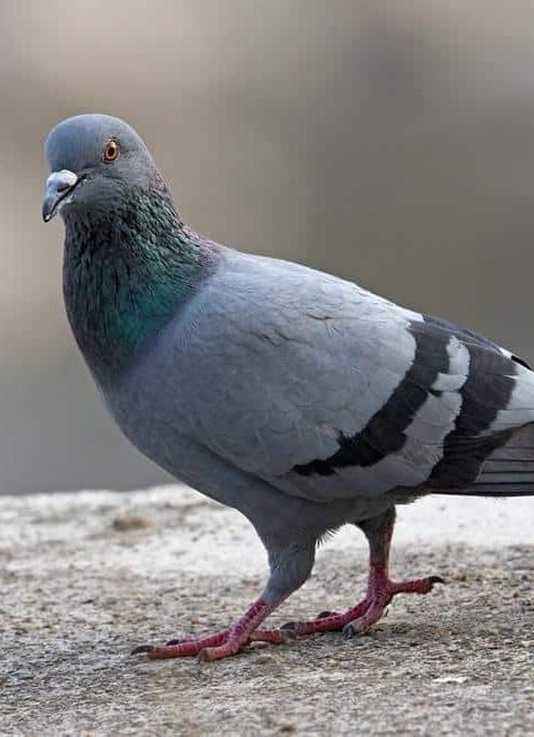 شركة مكافحة الحمام في الشارقة