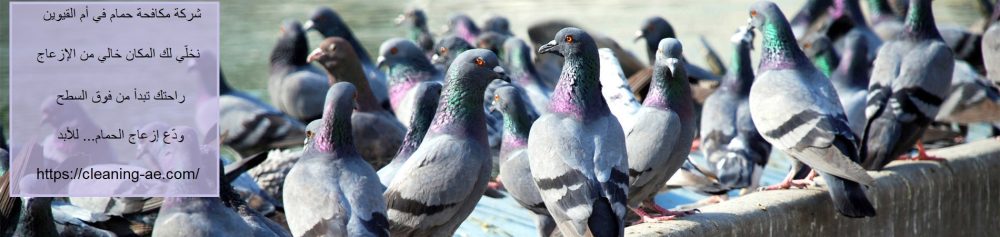 شركة مكافحة حمام في أم القيوين