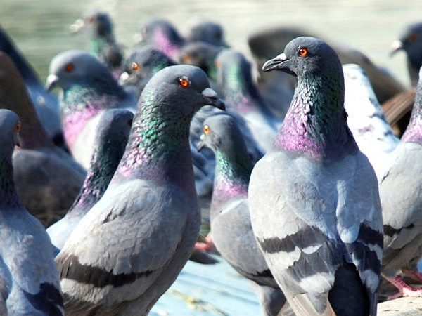 شركة مكافحة حمام في أم القيوين