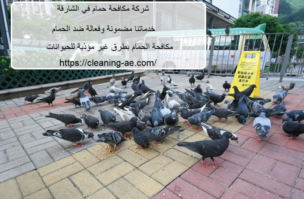 شركة مكافحة حمام في الشارقة