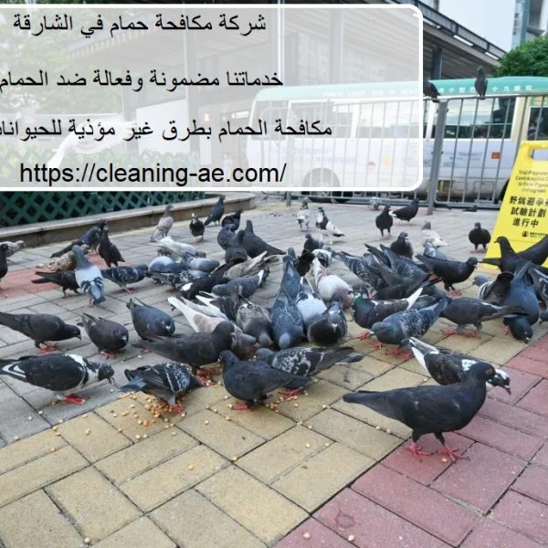 شركة مكافحة حمام في الشارقة
