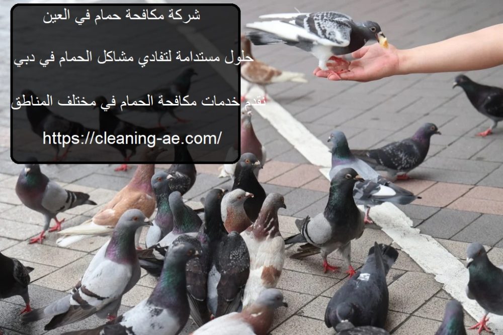 شركة مكافحة حمام في العين