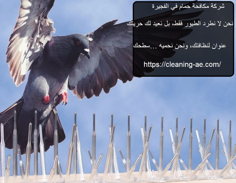 شركة مكافحة حمام في الفجيرة