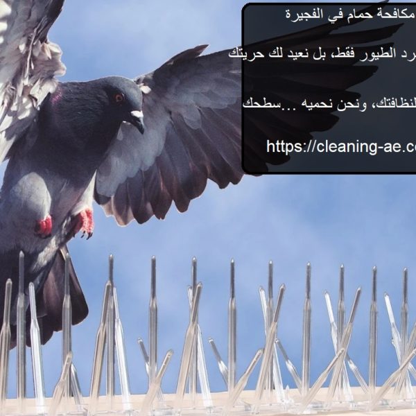 شركة مكافحة حمام في الفجيرة