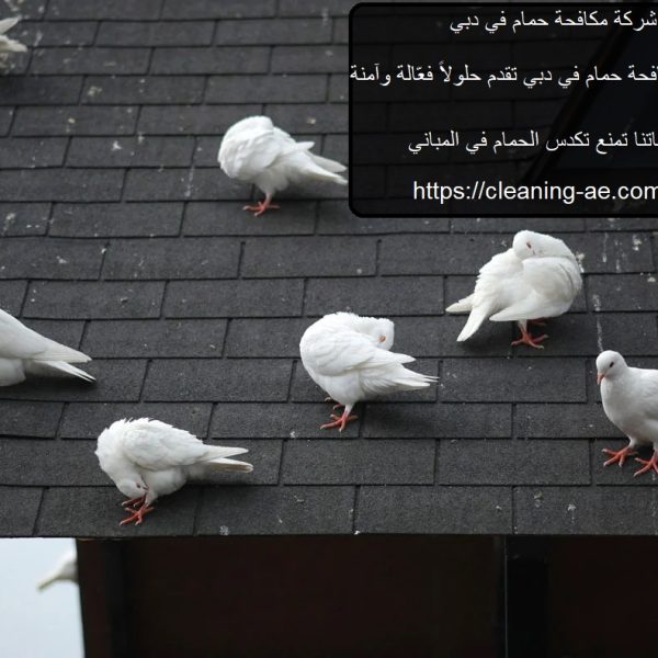 شركة مكافحة حمام في دبي