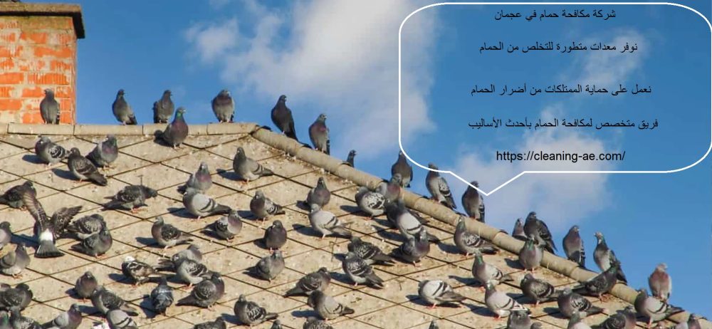 شركة مكافحة حمام في عجمان