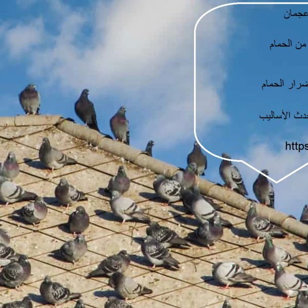 شركة مكافحة حمام في عجمان