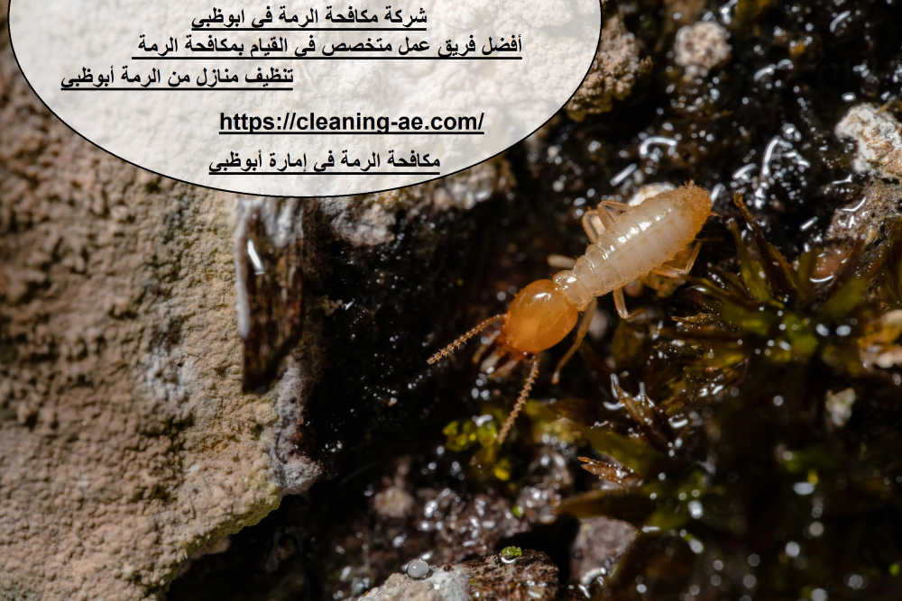 شركة مكافحة الرمة في ابوظبي