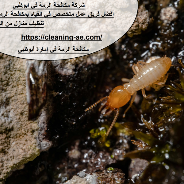 شركة مكافحة الرمة في ابوظبي