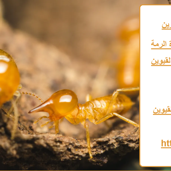 شركة مكافحة الرمة في ام القيوين