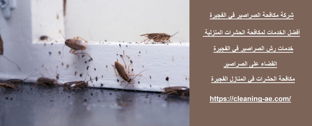 شركة مكافحة الصراصير في الفجيرة
