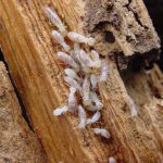 أضرار النمل الأبيض (الرمة) على المباني في الإمارات