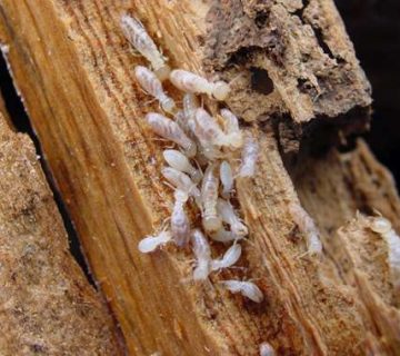 أضرار النمل الأبيض (الرمة) على المباني في الإمارات