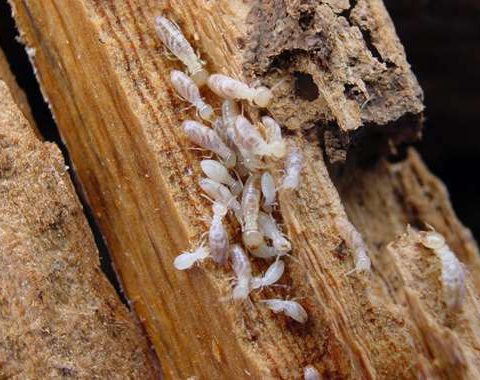 أضرار النمل الأبيض (الرمة) على المباني في الإمارات